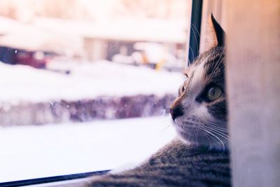 Close-up of cat looking away