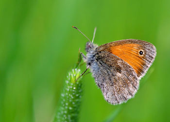 Close-up of butterfly pollinating flower