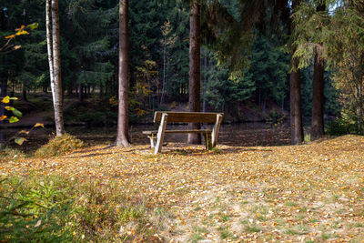 Empty bench by trees on field in forest