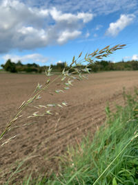 Crops growing on field against sky