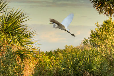 Bird flying in the sky