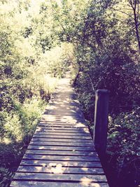 Narrow pathway along trees