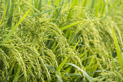 Close-up of crops growing on field