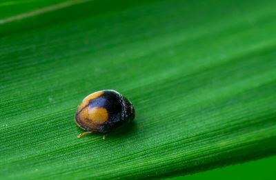 Close-up of insect on leaf