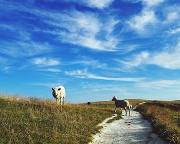 Cows grazing on field against sky