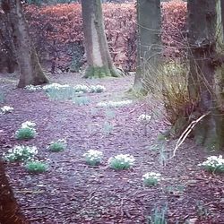 Trees growing in forest