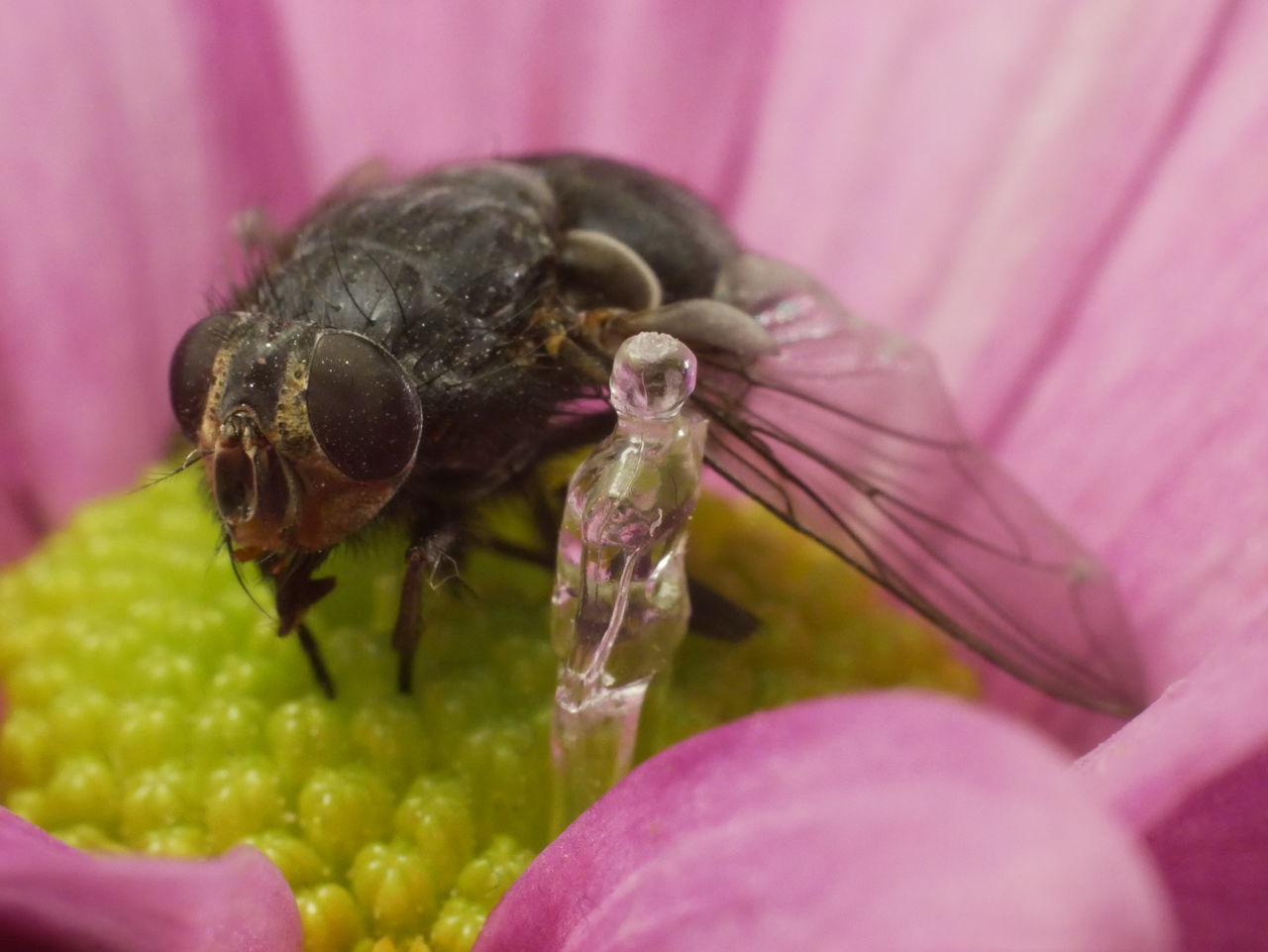 CLOSE-UP OF HONEY BEE ON PURPLE FLOWER