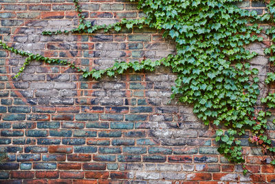 Full frame shot of plants