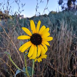 Close-up of yellow flowering plant on field