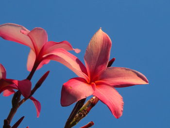 Low angle view of flowering plant against clear blue sky