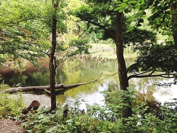 Scenic view of lake in forest