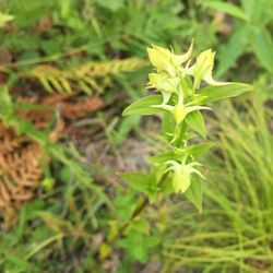 Close-up of plant growing in field