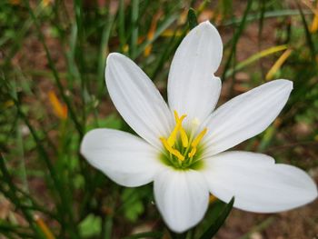 Close-up of white crocus flower