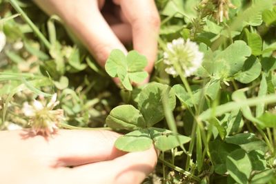 Close-up of cropped hand holding plant