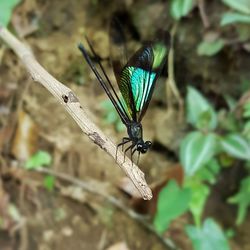 Close-up of insect