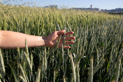 Cropped hand of woman picking crop on field