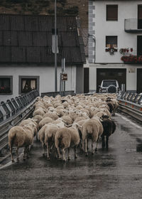 Sheep walking across a bridge in the village