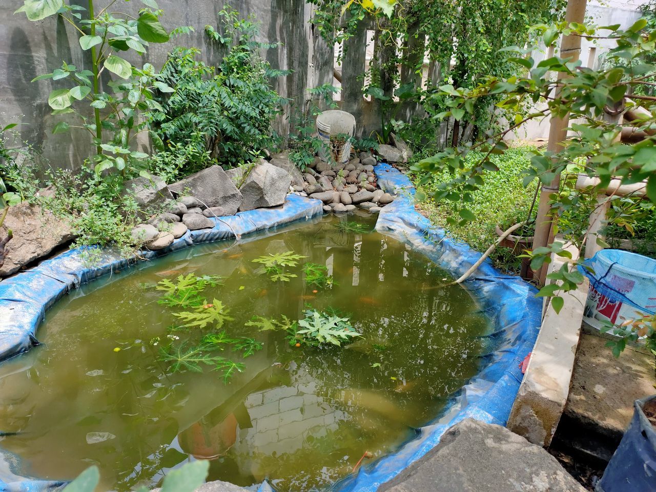 HIGH ANGLE VIEW OF PLANTS IN LAKE