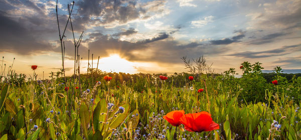 Red poppy flowers blooming on field against sky