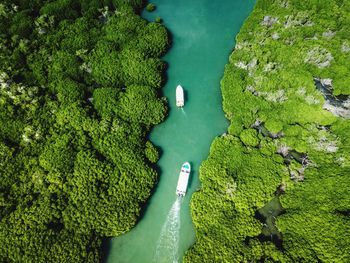 High angle view of river amidst trees