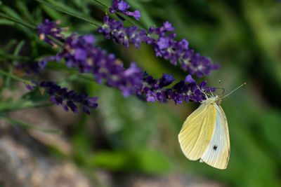 Close-up of butterfly pollinating on purple flower