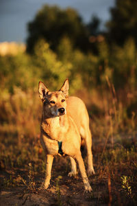 Dog running on field