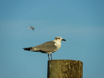 Close-up of bird perching on wooden post against clear blue sky