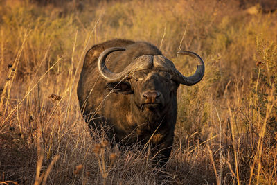 Portrait of buffalo on field