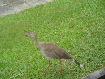 Bird perching on field