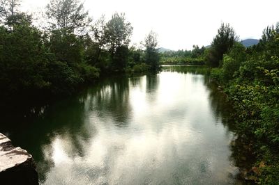 Scenic view of river amidst trees in forest against clear sky