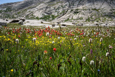 Close-up of flowering plants growing on field