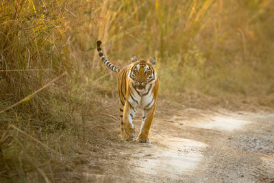 Cat walking in a forest