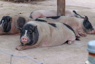 View of a sleeping resting