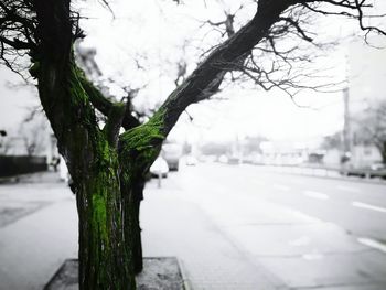 Close-up of tree trunk during winter