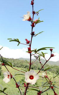 Close-up of red flowering plant against sky