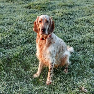 Dog on field