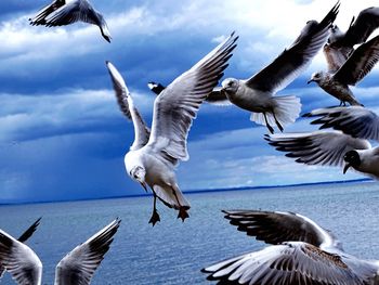 Seagulls flying over sea against sky