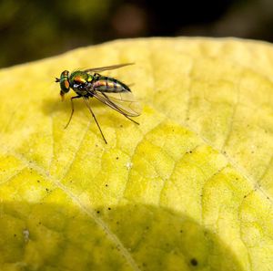 Close-up of fly on leaf