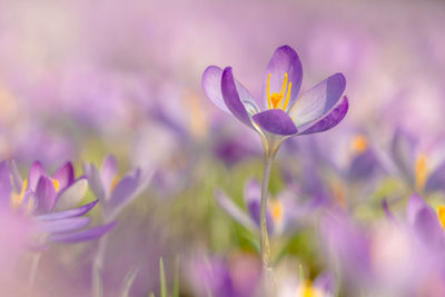 Close-up of purple crocus flowers