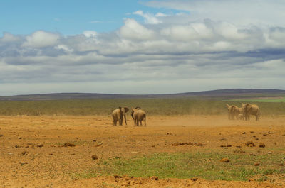 Horses in a field