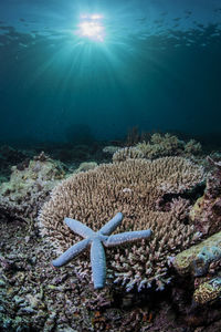 Close-up of starfish on corals underwater