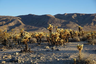 Scenic view of landscape against clear sky