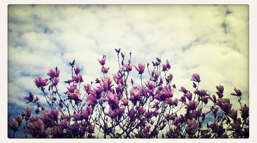 Close-up of pink flowers against sky