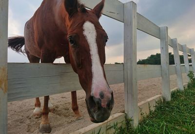 Horse in ranch