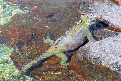 Close-up of marine iguana