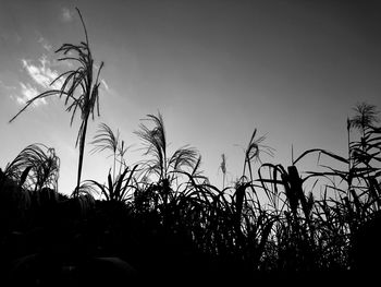 Silhouette of trees against sky