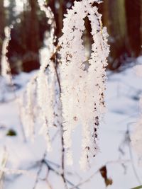 Close-up of snow on tree against sky