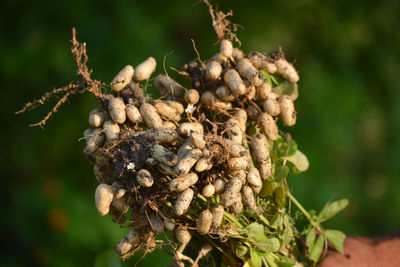 Close-up of fresh flowers on tree