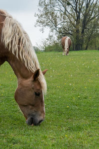 Horse in a field