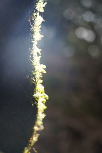 Close-up of flowering plant on field